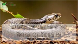 african egg-eating snake: a specialized miniature