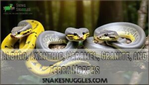 albino, axanthic, caramel, granite, and zebra morphs