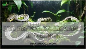 albino, axanthic, caramel, granite, jaguar, and zebra morphs