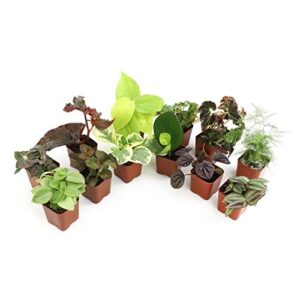 Altman Plants Live Houseplants (12PK), B09M2TDJ8L