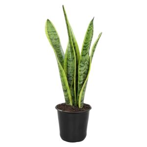 Altman Plants Sansevieria Laurentii Variegated B0D8RC536Q