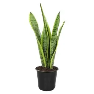 Altman Plants Sansevieria Laurentii Variegated B0D8RC536Q