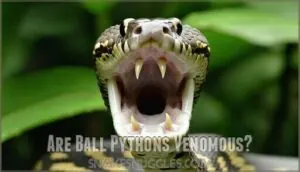 are ball pythons venomous are ball pythons venomous