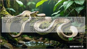 are boa constrictors suitable for beginners