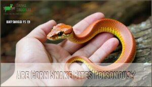 are corn snake bites poisonous