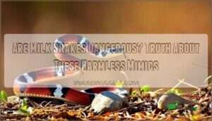 are milk snakes dangerous