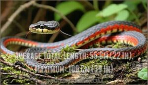 average total length: 55 cm (22 in), maximum: 100 cm (39 in)