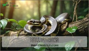 ball pythons