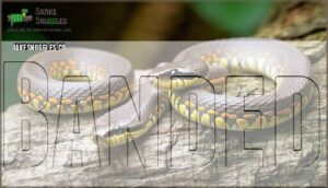 banded