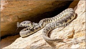 banded rock rattlesnake