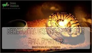 behavioral changes in gravid ball pythons behavioral changes in gravid ball pythons