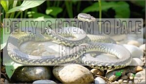 belly is cream to pale blue