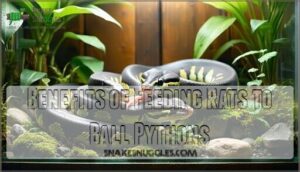 benefits of feeding rats to ball pythons