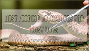 best feeding techniques for rosy boas