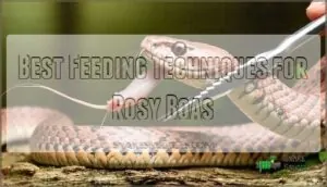 best feeding techniques for rosy boas best feeding techniques for rosy boas