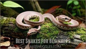 best snakes for beginners