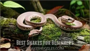 best snakes for beginners best snakes for beginners