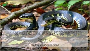 black-necked and checkered garter snakes
