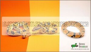 blotched, motley, and striped patterns