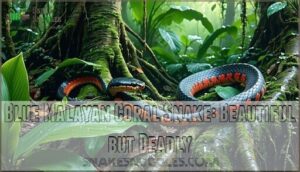 blue malayan coral snake: beautiful but deadly