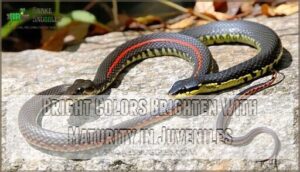 bright colors brighten with maturity in juveniles