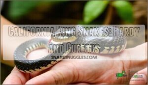 california king snakes: hardy and curious