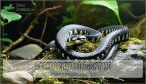california kingsnake