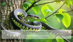 carpet pythons