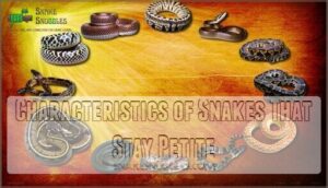 characteristics of snakes that stay petite