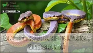 color morphs (amelanistic, lavender, sunkissed, etc.) color morphs (amelanistic, lavender, sunkissed, etc.)
