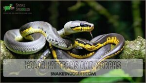 color patterns and morphs