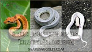 common pigment mutations (e.g., amelanism, anerythristic)