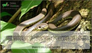 considering hognose snakes as pets