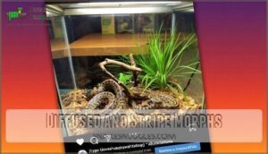 diffused and stripe morphs