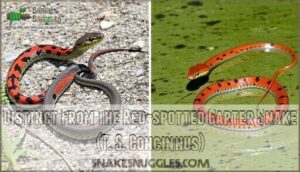 distinct from the red-spotted garter snake (t. s. concinnus)