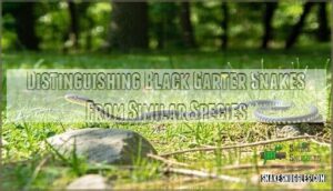 distinguishing black garter snakes from similar species