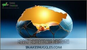 early embryonic growth