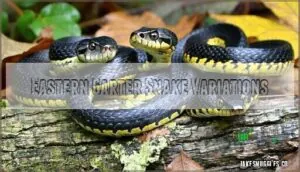 eastern garter snake variations eastern garter snake variations
