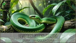 eastern green mamba