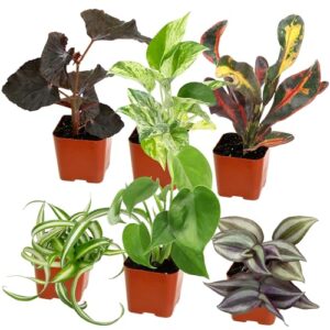 Easy to Grow Houseplants (Pack B09K9GW3BH