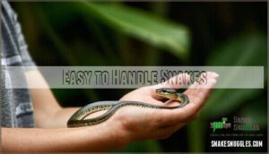 easy to handle snakes