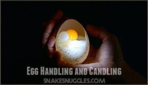 egg handling and candling