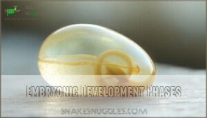 embryonic development phases