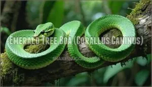 emerald tree boa (corallus caninus) emerald tree boa (corallus caninus)