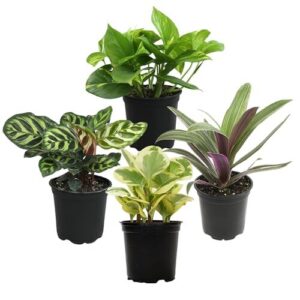 Essential Houseplant Collection (4PK) Live B09THRHTXT