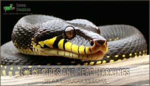 eye stripes and head markings
