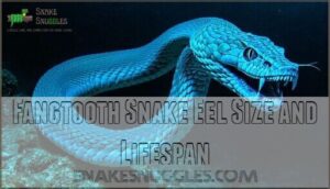 fangtooth snake eel size and lifespan