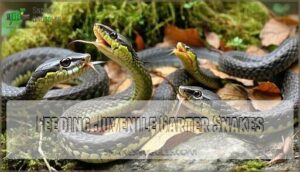 feeding juvenile garter snakes