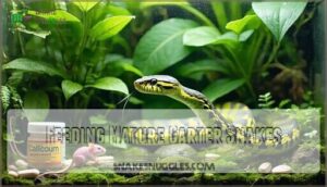 feeding mature garter snakes
