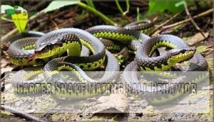 garter snake mating ball behavior